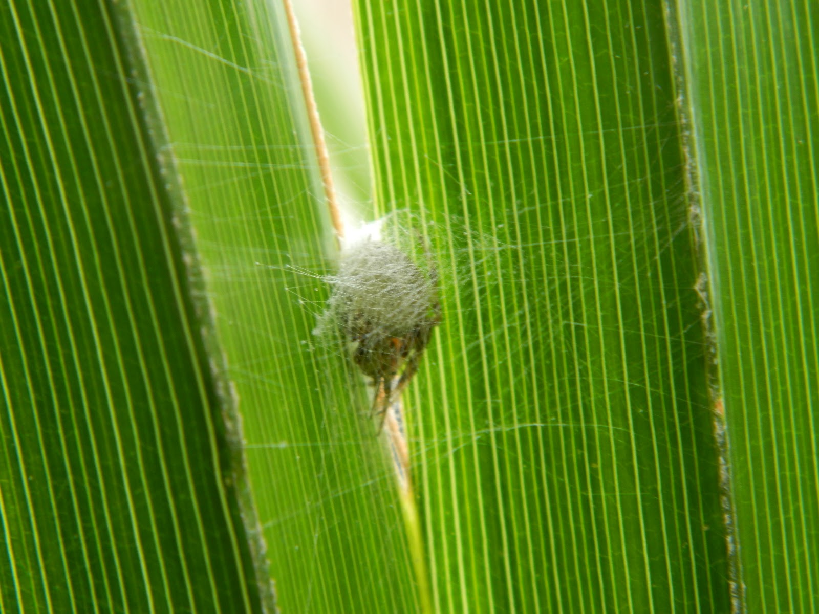 fuck you wannabes!: Las arañas de mi casa