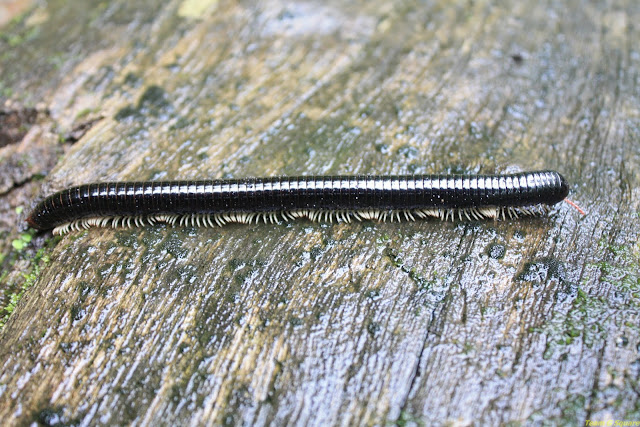 Gaint Black Millipede