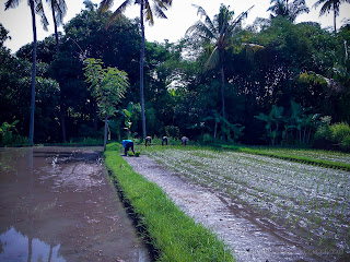 Farmers Planting Rice View In The Rice Field In Agricultural Area At Ringdikit Village, North Bali, Indonesia