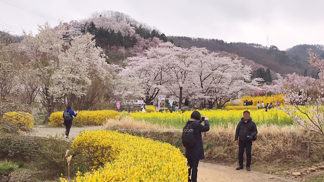 Hanamiyama Sakura