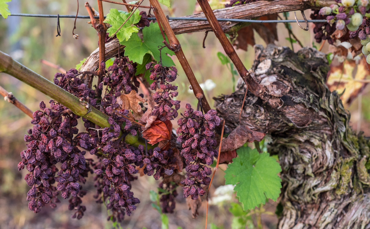 wcs Raisins on the vine