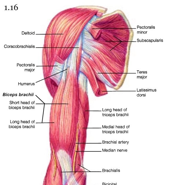 Mini Handbooks: Skeletal Muscle Group IV