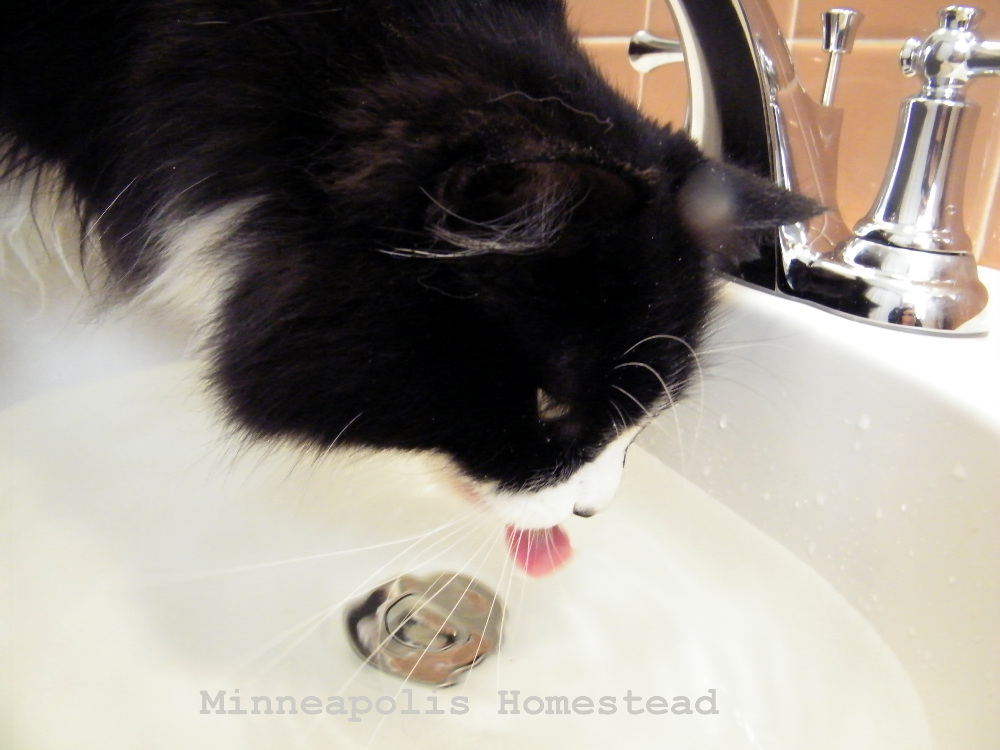 Best Trick To Get Your Cat To Drink More Water Minneapolis Homestead