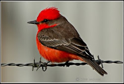 flycatcher vermilion arizona birds bird vermillion spotted guy geographics national kaynak uploaded user