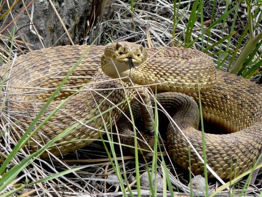 California Man Bitten By Rattlesnake He Picked Up For Photo: Local