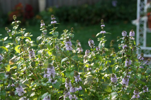 mint, mint flowers, orange mint, herb gardening, Anne Butera, My Giant Strawberry