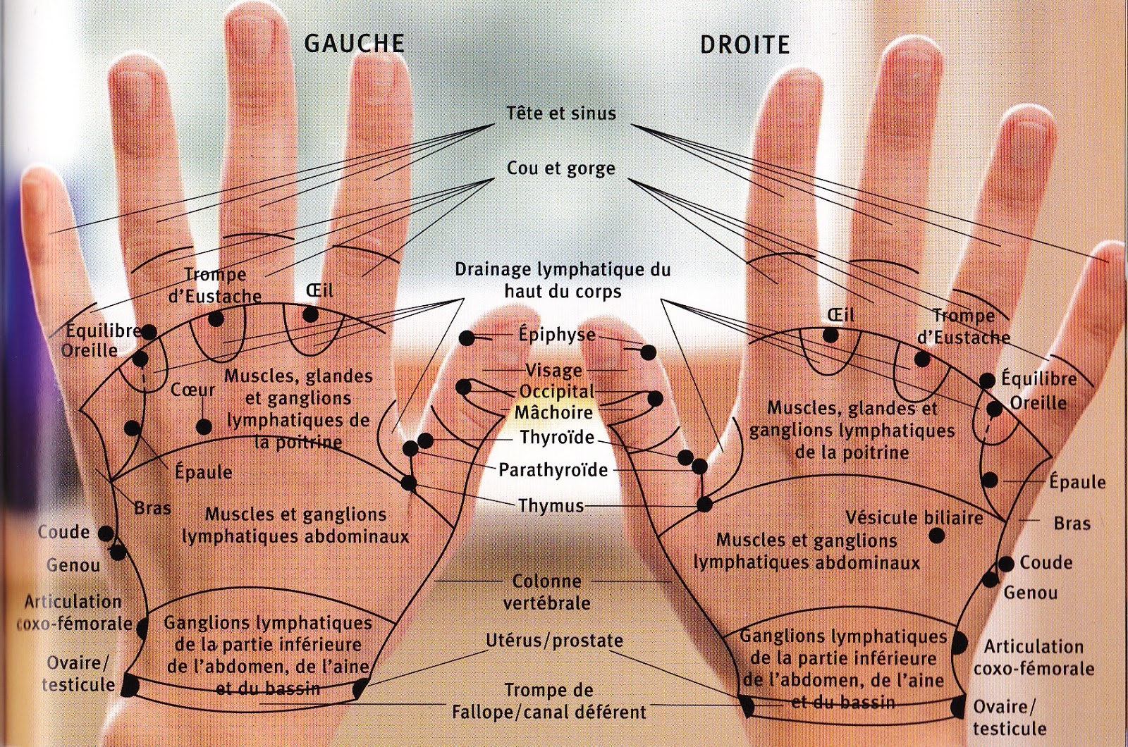 Reflexologie Palmaire La R flexologie Palmaire reflexologie-palmaire-la-r-flexologie-palmaire