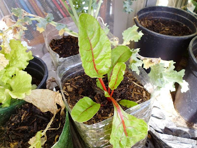 4 week old red chard