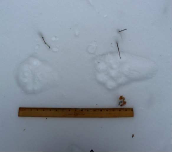 Northeast Ecological Services: Refuge tracking surveys show evidence of ...