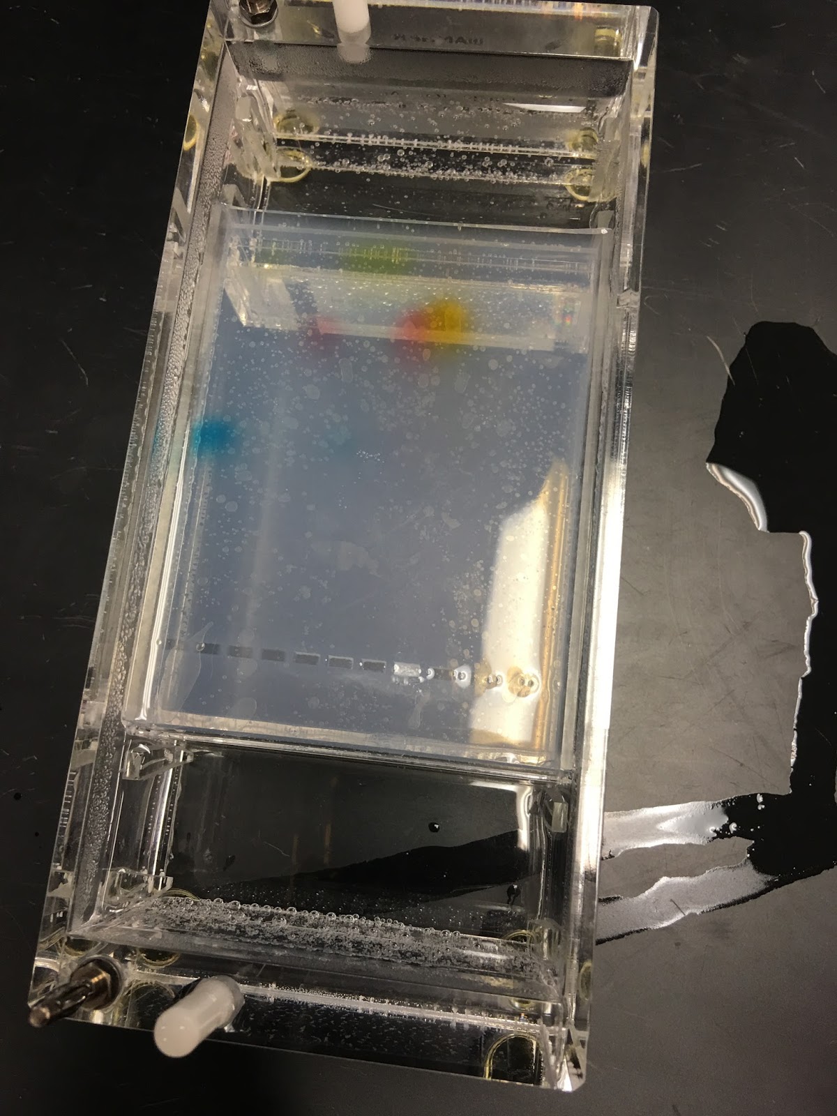 Candy Electrophoresis Lab