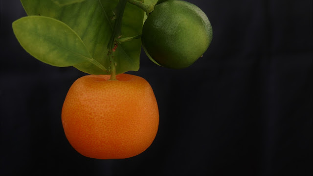 Calamondine