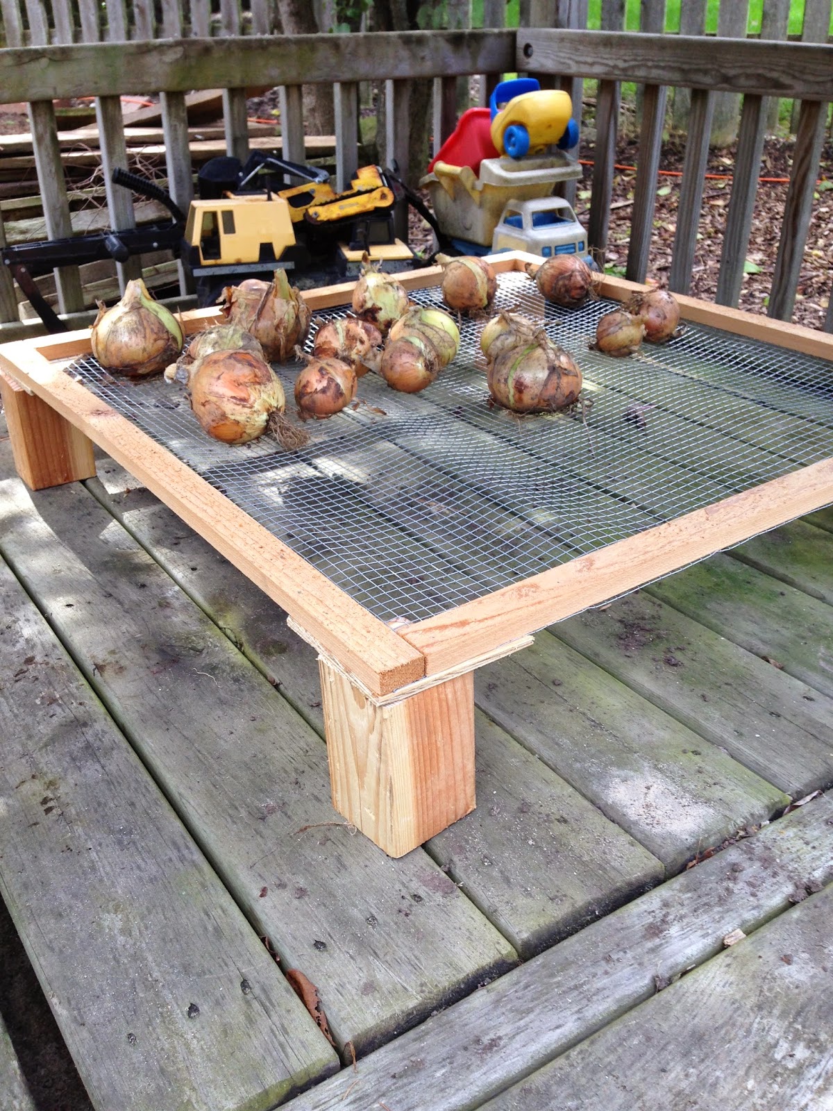 The Fairy Chasm Gardener Garden Update and Onion Drying Rack
