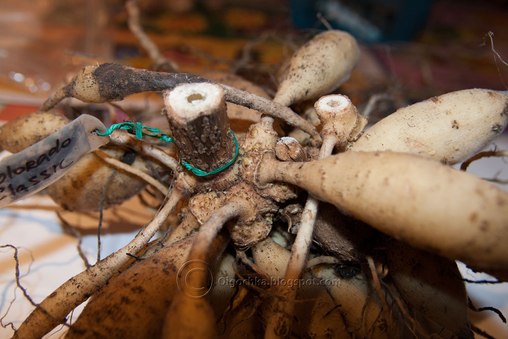 Olga's Garden Blog: Storing dahlia tubers