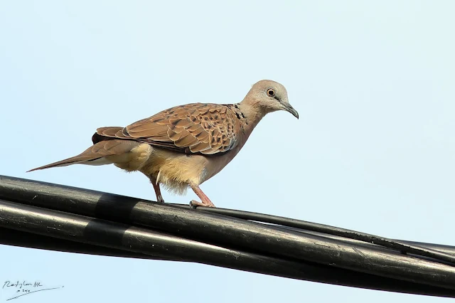 Terkukur, Birding during Eid-Adha Holiday