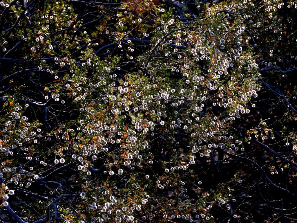Leaves Of Plants Creosote Bush
