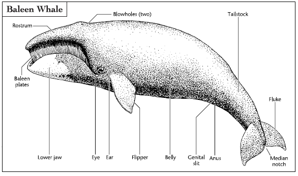Baleen whales have two blowholes and large mouths filled with baleen plates. (Courtesy Sanctuary Collection, NOAA)
