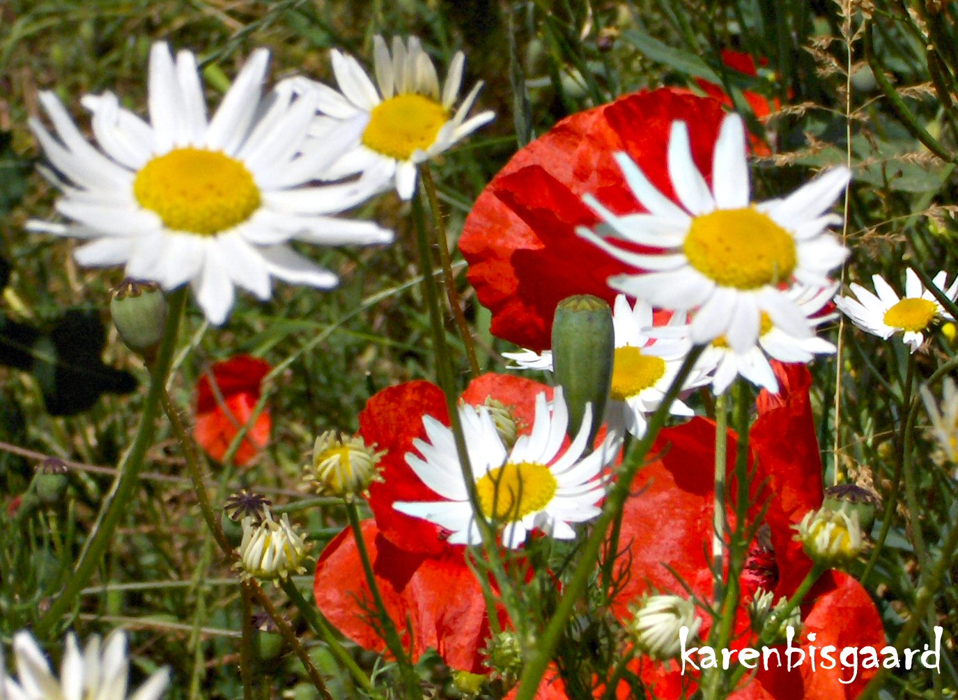 Karen`s Nature Photography Mixed Blooming Poppies and Daisies.