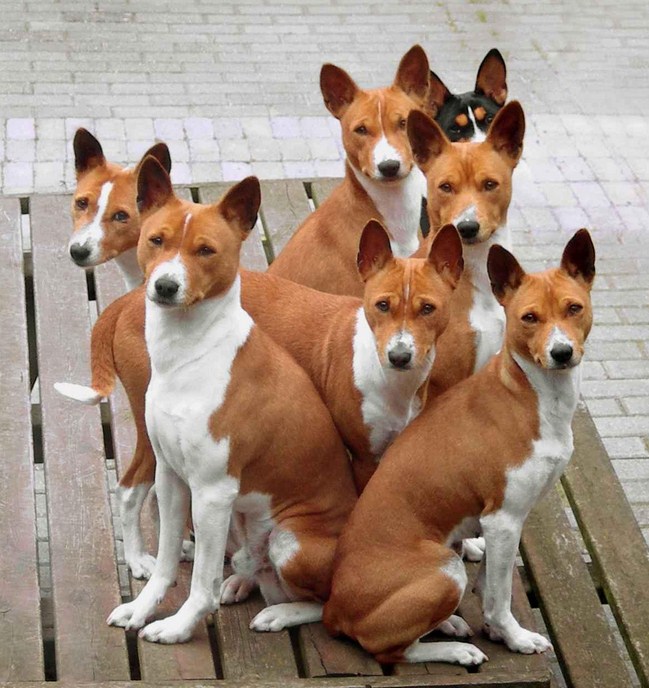 Kleine Bis Mittelgroße Hunderassen, die bellen nicht - Hunde Welpen