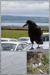 Dublin to Clare Ireland: Birds at the Cliffs of Moher