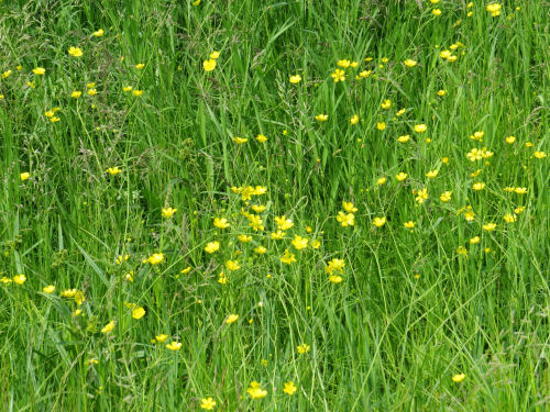 buttercups