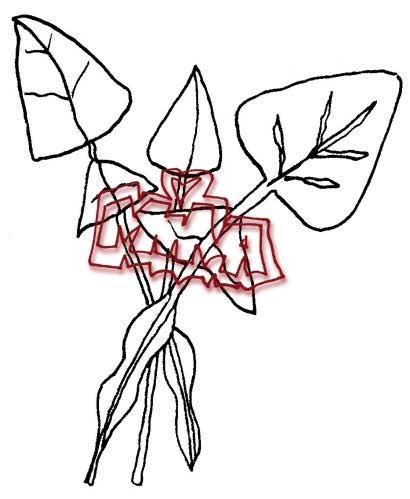 Maori Printables: Puha Plant and Sack of Pipi Colouring Pages Maori Printables: Puha Plant and Sack of Pipi Colouring Pages