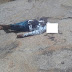 Corpo de cajazeirense é encontrado em estado de decomposição na zona rural de Bom Sucesso no início da tarde dessa terça