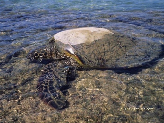 Green Sea Turtle returns to the ocean after basking