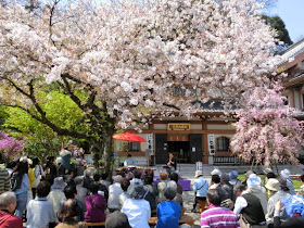 Okadoのブログ 鎌倉散策の記録 江ノ電で桜と寺社めぐり ２０１５ もうすぐ花見の時季