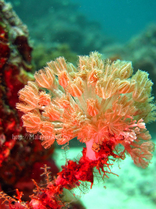 Corals at Sipadan Island