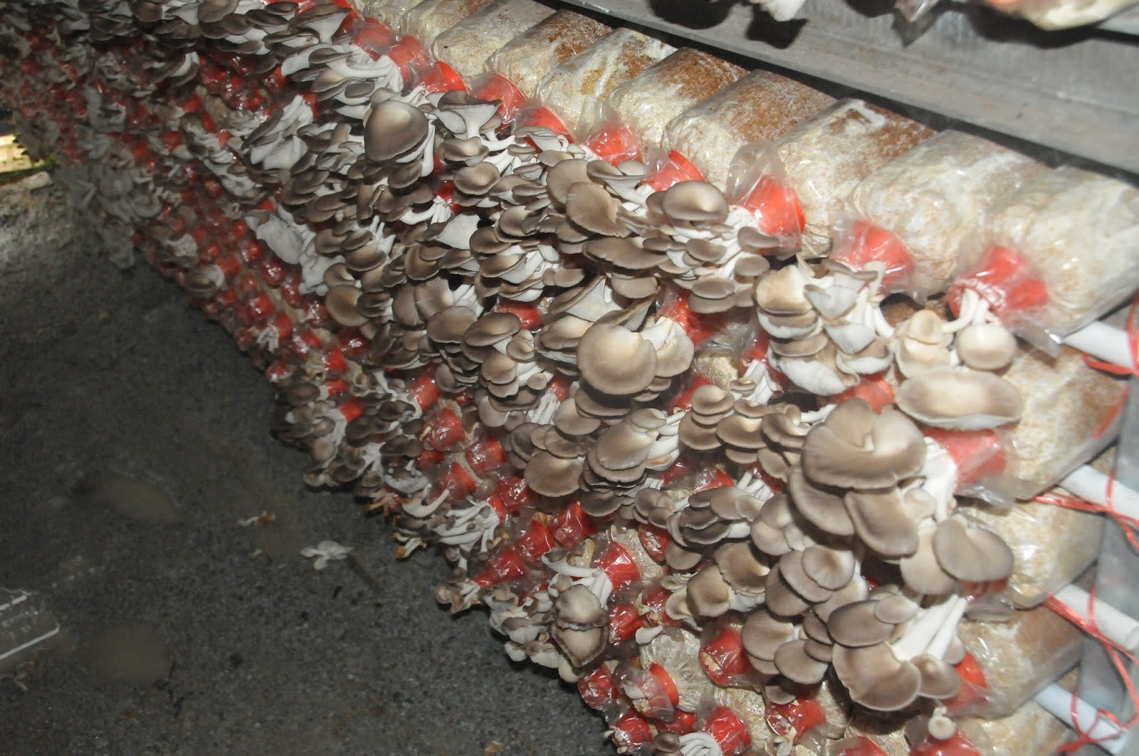 BLOG DUNIA PERTANIAN MALAYSIA POTENSI CENDAWAN ORGANIK