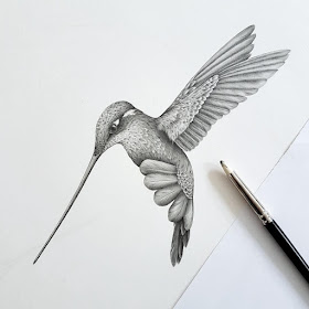 10-Hummingbird-Kerry-Jane-Detailed-Black-and-White-Wildlife-Drawings-www-designstack-co
