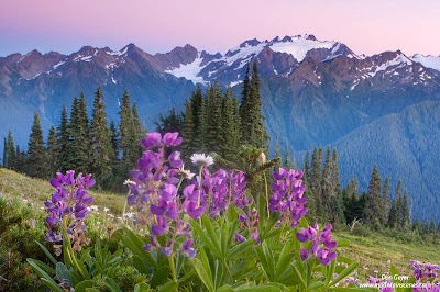 Mount Olympus and lupine along High Divide after sunset in Olympic National Park, Washington.