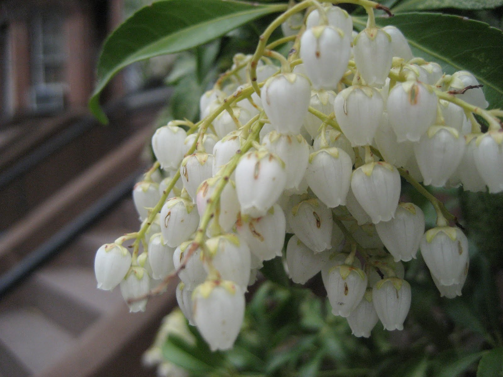 My Cassarific Blog Silver Bells and Cockle Shells