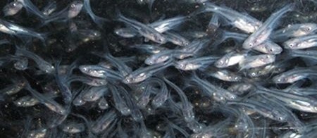 Budidaya Ikan Patin Peluang Bisnis Rumahan Modal Kecil Menjanjikan