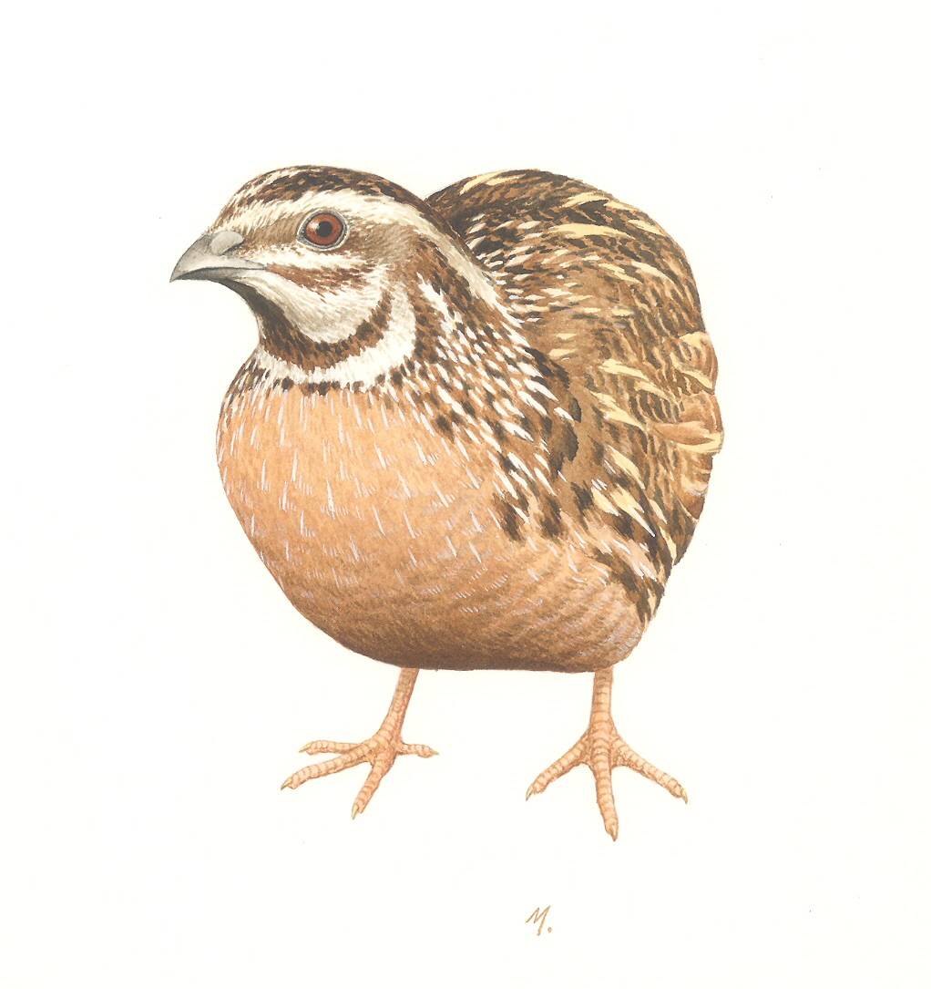 Drawings & Scientific Illustration of Nature, by Marcos Oliveira