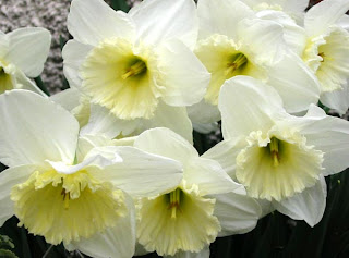 Flower Homes: Daffodils Flowers