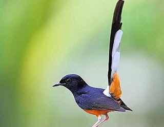 Foto Burung Murai Batu Update Harga Burung Kicau Terbaru Sumatera Jawa 