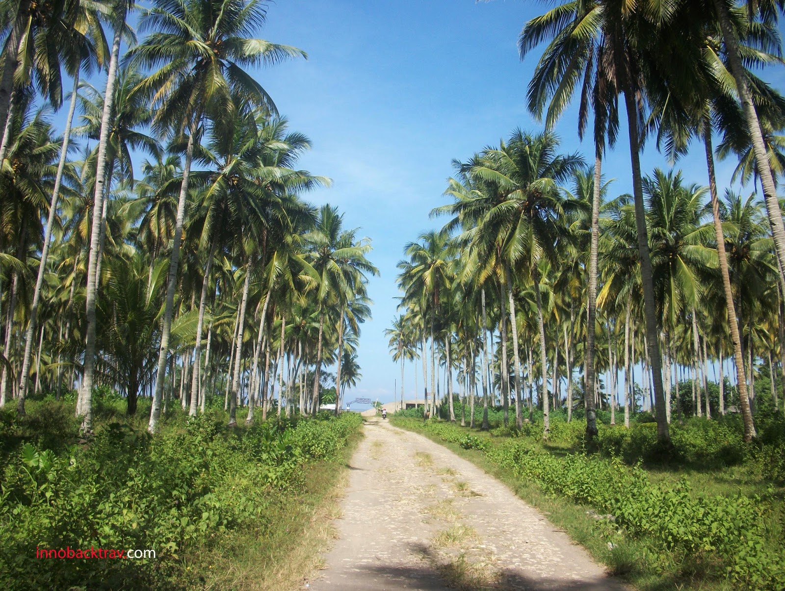 Beauty of Dlodo Beach, Pantai dengan Ratusan Nyiur Melambai
