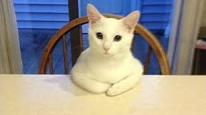 cat cat