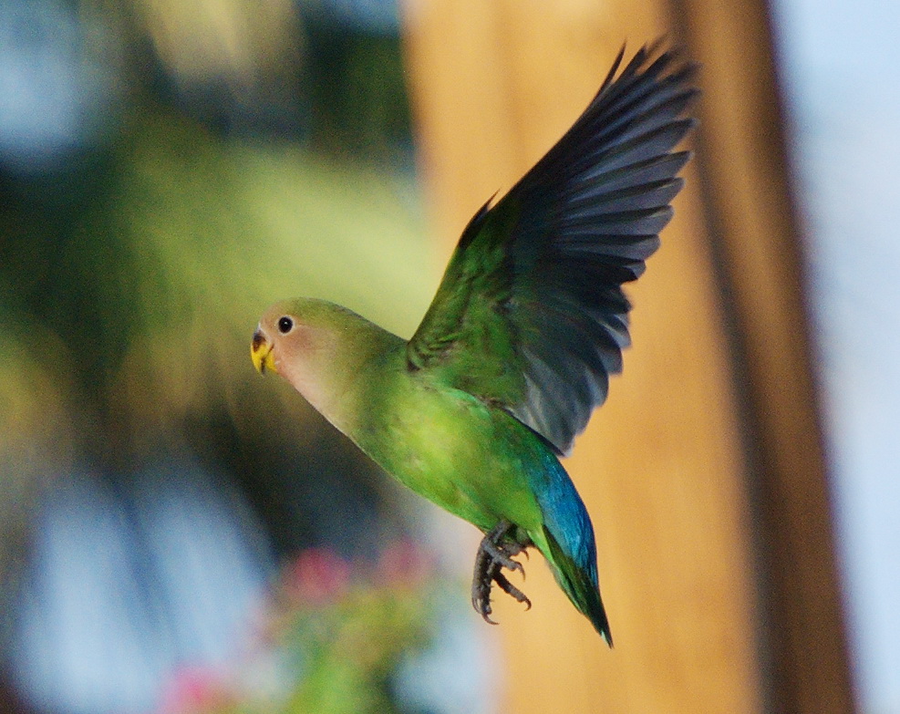 captured moments by lissc lovebirds in flight arizona jewelry design
