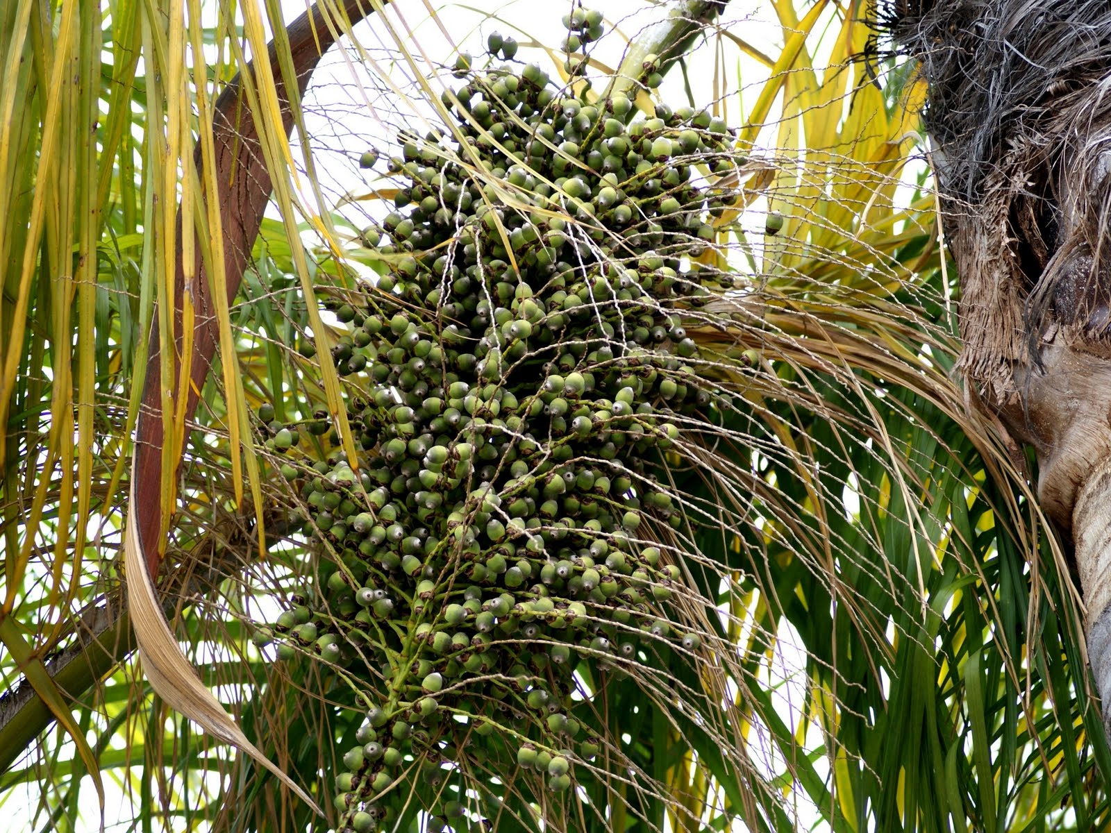 A photo, A thought............ Plant Palm nuts in South California