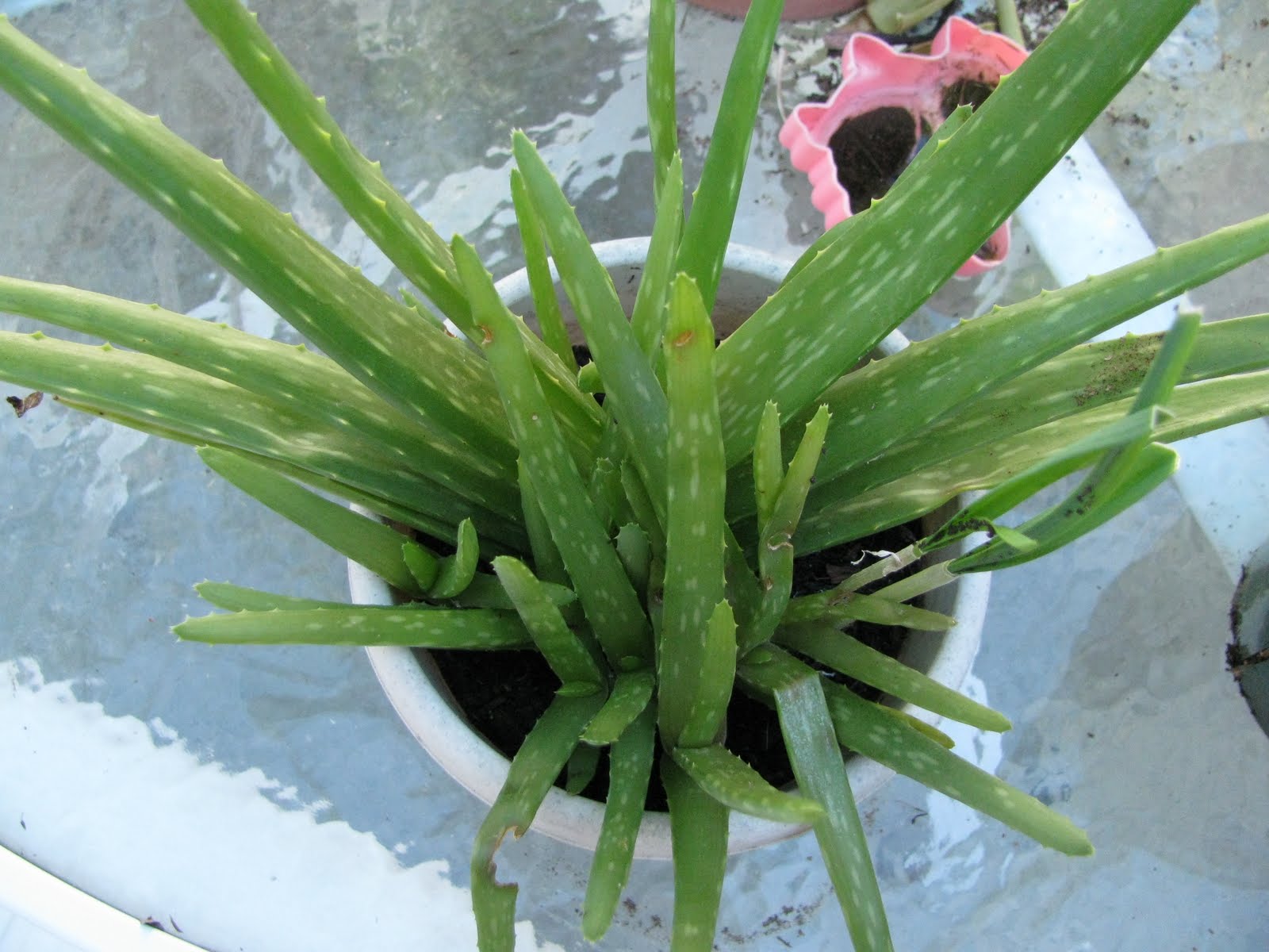 The Search for Oatmeal Heaven How to Cut Aloe Vera Leaves