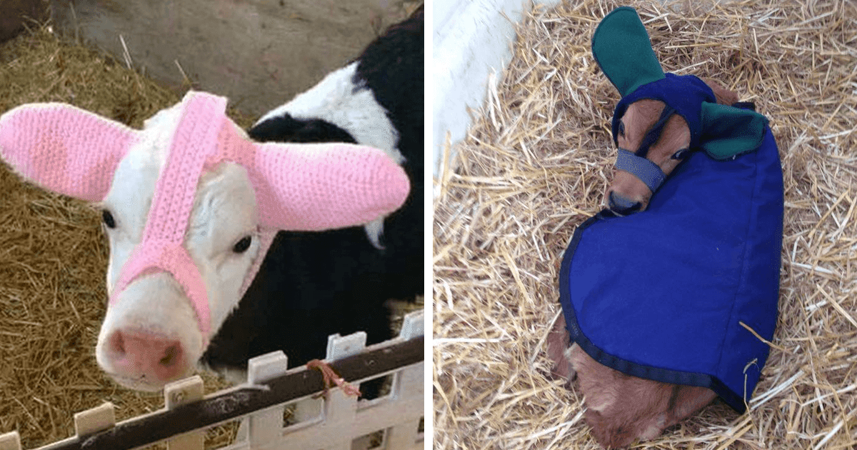 Adorable Pictures Of Calves Wearing Earmuffs That Protect Them From Frostbite