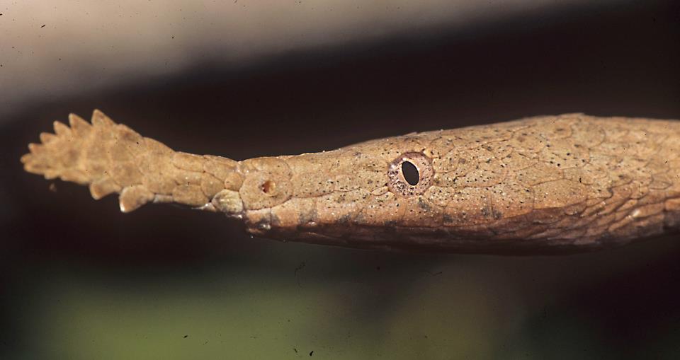 Life is short, but snakes are long: Malagasy Leaf-nosed Snakes