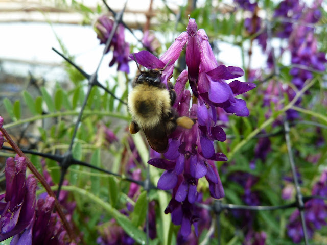 Bumblebee on Hairy Vetch, May, Floyd Bennett Field, Brooklyn