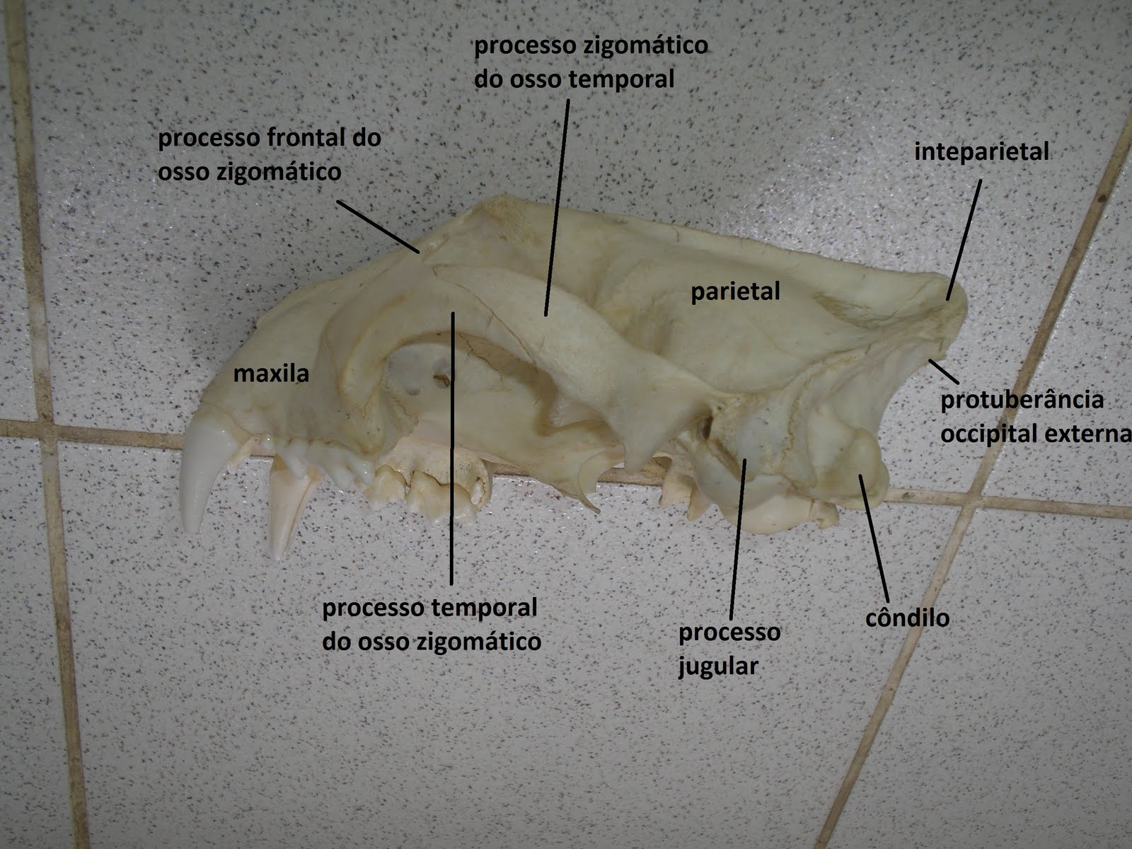 SOS Medicina Veterinária: Anatomia II - Cranio - Ruminante, suino ...