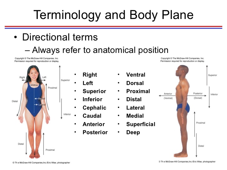 Extravaganza Basic Word Structure Medical Terminology