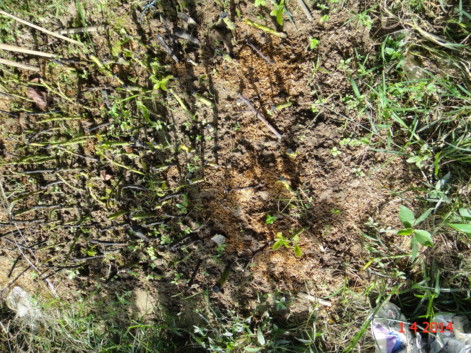 Experimental Farming Avocado Cuttings.