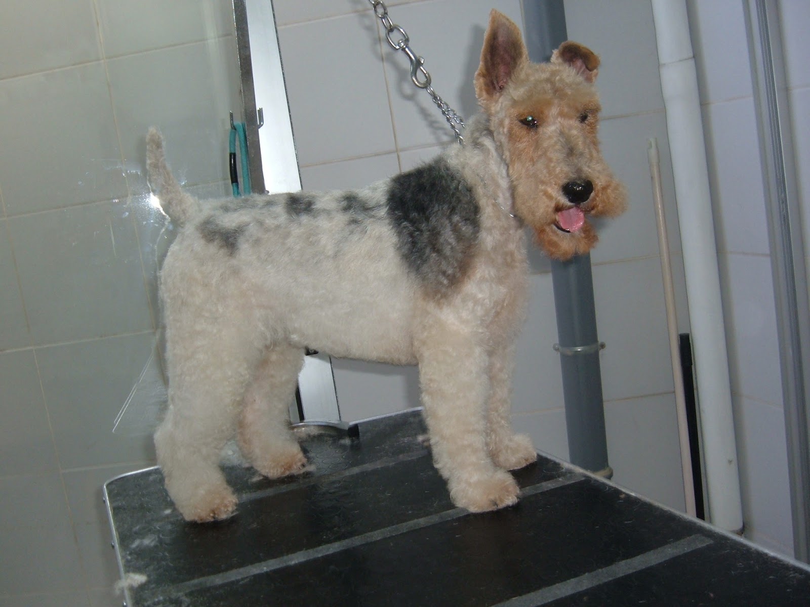 Claudia Mateus: Fox Terrier - O cão do Tim-Tim