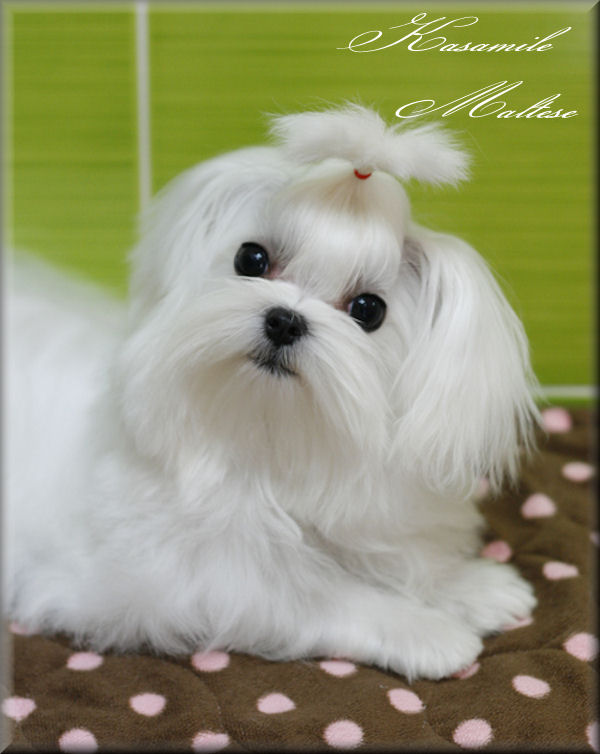 Cute Puppy Dogs Maltese puppies